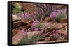 Capitol Reef NP, Utah, USA Northern sweetvetch in bloom.-Scott T. Smith-Framed Stretched Canvas