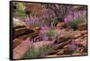 Capitol Reef NP, Utah, USA Northern sweetvetch in bloom.-Scott T. Smith-Framed Stretched Canvas