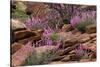 Capitol Reef NP, Utah, USA Northern sweetvetch in bloom.-Scott T. Smith-Stretched Canvas