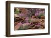 Capitol Reef NP, Utah, USA Northern sweetvetch in bloom.-Scott T. Smith-Framed Photographic Print