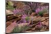 Capitol Reef NP, Utah, USA Northern sweetvetch in bloom.-Scott T. Smith-Mounted Photographic Print