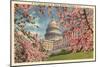 Capitol Through Cherry Blossoms-null-Mounted Art Print