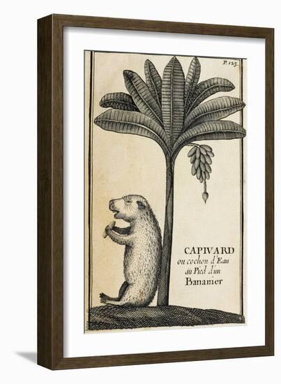 Capivard or Water Pig at Foot of Banana Tree-null-Framed Giclee Print