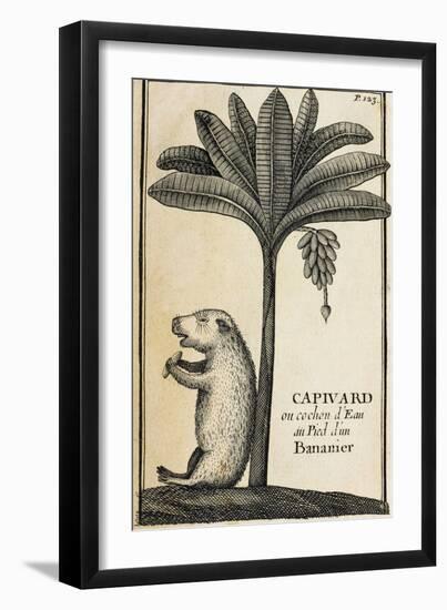 Capivard or Water Pig at Foot of Banana Tree-null-Framed Giclee Print