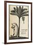 Capivard or Water Pig at Foot of Banana Tree-null-Framed Giclee Print