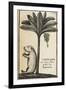 Capivard or Water Pig at Foot of Banana Tree-null-Framed Giclee Print