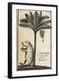 Capivard or Water Pig at Foot of Banana Tree-null-Framed Giclee Print