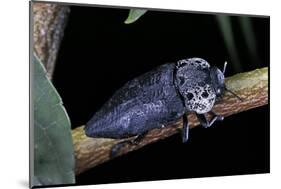 Capnodis Tenebrionis (Flatheaded Woodborer)-Paul Starosta-Mounted Photographic Print