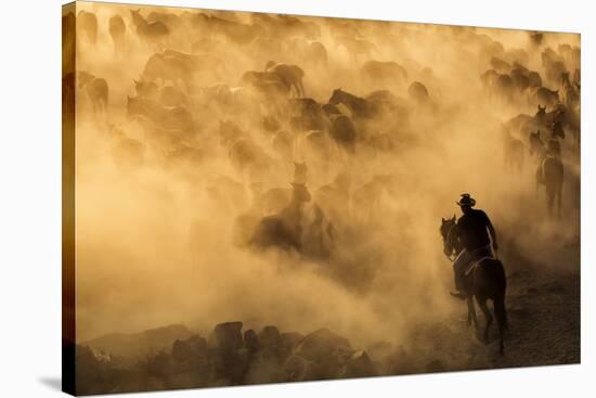 Cappadocia wild horses-Dan Mirica-Stretched Canvas