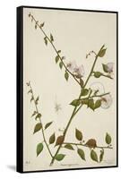 Capparis Zeylanica Linn, 1800-10-null-Framed Stretched Canvas