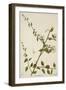Capparis Zeylanica Linn, 1800-10-null-Framed Giclee Print