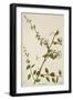 Capparis Zeylanica Linn, 1800-10-null-Framed Giclee Print