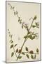 Capparis Zeylanica Linn, 1800-10-null-Mounted Giclee Print