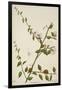 Capparis Zeylanica Linn, 1800-10-null-Framed Giclee Print