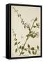 Capparis Zeylanica Linn, 1800-10-null-Framed Stretched Canvas