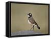 Capped Wheatear (Oenanthe Pileata), Serengeti National Park, Tanzania, East Africa, Africa-James Hager-Framed Stretched Canvas