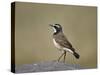 Capped Wheatear (Oenanthe Pileata), Serengeti National Park, Tanzania, East Africa, Africa-James Hager-Stretched Canvas