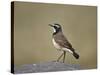 Capped Wheatear (Oenanthe Pileata), Serengeti National Park, Tanzania, East Africa, Africa-James Hager-Stretched Canvas