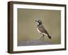 Capped Wheatear (Oenanthe Pileata), Serengeti National Park, Tanzania, East Africa, Africa-James Hager-Framed Photographic Print