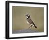 Capped Wheatear (Oenanthe Pileata), Serengeti National Park, Tanzania, East Africa, Africa-James Hager-Framed Photographic Print