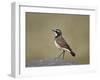 Capped Wheatear (Oenanthe Pileata), Serengeti National Park, Tanzania, East Africa, Africa-James Hager-Framed Photographic Print