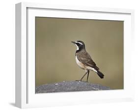 Capped Wheatear (Oenanthe Pileata), Serengeti National Park, Tanzania, East Africa, Africa-James Hager-Framed Photographic Print