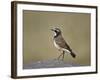 Capped Wheatear (Oenanthe Pileata), Serengeti National Park, Tanzania, East Africa, Africa-James Hager-Framed Photographic Print