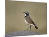 Capped Wheatear (Oenanthe Pileata), Serengeti National Park, Tanzania, East Africa, Africa-James Hager-Mounted Photographic Print