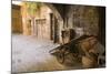 Cappellari Street near Campo De' Fiori.-Stefano Amantini-Mounted Photographic Print