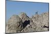 Capricorn on Rocky Ridge-Jurgen Ulmer-Mounted Photographic Print