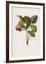 Capron Commun. (Strawberries), from Traite Des Arbres Fruitiers, 1807-1835-Pierre Jean Francois Turpin-Framed Giclee Print