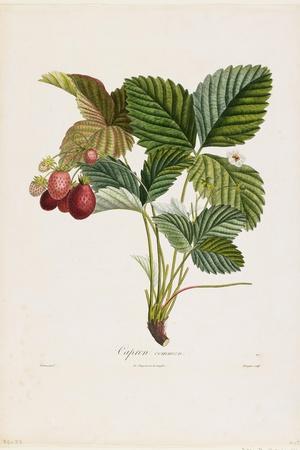 https://imgc.allpostersimages.com/img/posters/capron-commun-strawberries-from-traite-des-arbres-fruitiers-1807-1835_u-L-Q1HLEE10.jpg?artPerspective=n