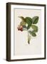 Capron Commun. (Strawberries), from Traite Des Arbres Fruitiers, 1807-1835-Pierre Jean Francois Turpin-Framed Giclee Print