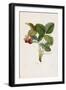 Capron Commun. (Strawberries), from Traite Des Arbres Fruitiers, 1807-1835-Pierre Jean Francois Turpin-Framed Giclee Print