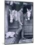 Capt. Oates and Two of the Ponies on the Terra Nova, from Scott's Last Expedition-Herbert Ponting-Mounted Photographic Print