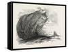 Captain Austin's Arctic Expedition: Sandstone Rock in Winter Harbour, Melville Island-null-Framed Stretched Canvas