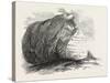 Captain Austin's Arctic Expedition: Sandstone Rock in Winter Harbour, Melville Island-null-Stretched Canvas