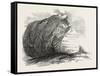 Captain Austin's Arctic Expedition: Sandstone Rock in Winter Harbour, Melville Island-null-Framed Stretched Canvas