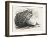 Captain Austin's Arctic Expedition: Sandstone Rock in Winter Harbour, Melville Island-null-Framed Giclee Print