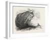 Captain Austin's Arctic Expedition: Sandstone Rock in Winter Harbour, Melville Island-null-Framed Giclee Print