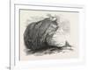 Captain Austin's Arctic Expedition: Sandstone Rock in Winter Harbour, Melville Island-null-Framed Giclee Print