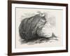 Captain Austin's Arctic Expedition: Sandstone Rock in Winter Harbour, Melville Island-null-Framed Giclee Print