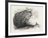 Captain Austin's Arctic Expedition: Sandstone Rock in Winter Harbour, Melville Island-null-Framed Giclee Print