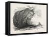 Captain Austin's Arctic Expedition: Sandstone Rock in Winter Harbour, Melville Island-null-Framed Stretched Canvas