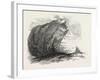 Captain Austin's Arctic Expedition: Sandstone Rock in Winter Harbour, Melville Island-null-Framed Giclee Print
