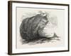 Captain Austin's Arctic Expedition: Sandstone Rock in Winter Harbour, Melville Island-null-Framed Giclee Print