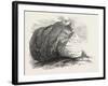 Captain Austin's Arctic Expedition: Sandstone Rock in Winter Harbour, Melville Island-null-Framed Giclee Print