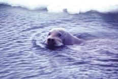 Bearded Seal-Captain Budd Christman-Framed Stretched Canvas