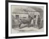 Captain Gunter's Duchess 77Th, First Prize Cow at the Royal Agricultural Society's Show at Leeds-Thomas Harrington Wilson-Framed Giclee Print