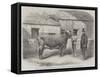 Captain Gunter's Duchess 77Th, First Prize Cow at the Royal Agricultural Society's Show at Leeds-Thomas Harrington Wilson-Framed Stretched Canvas